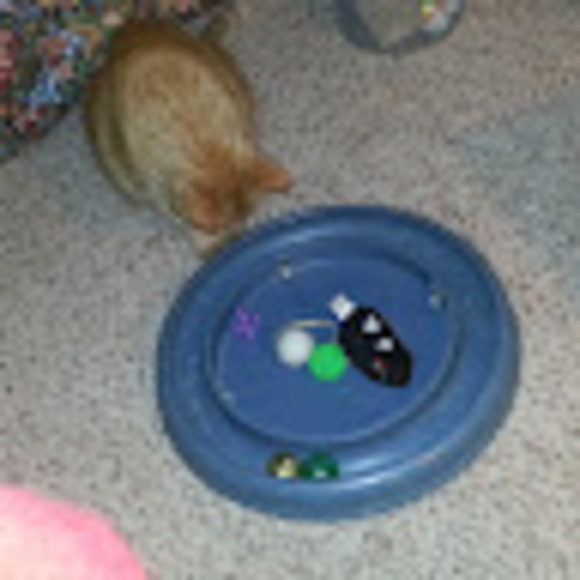 Meet your Posher, Carol - Picture 1 of 1